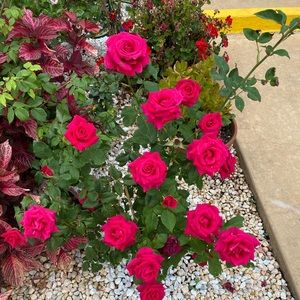 Meet your Posher, Dawn